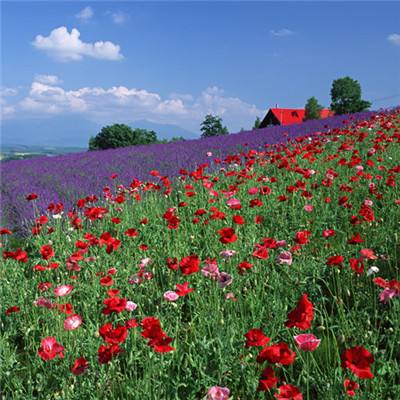 星空综合体育下载